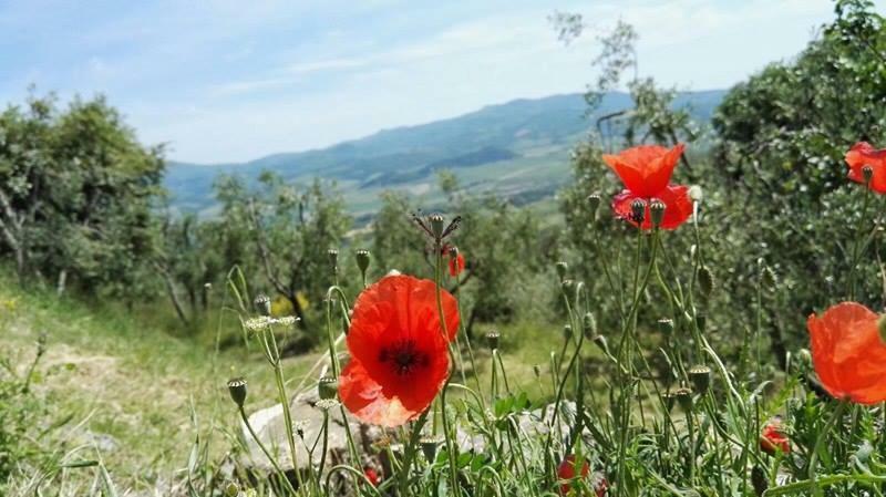 Colombaio In Colle Bed & Breakfast Sant'Angelo in Colle ภายนอก รูปภาพ